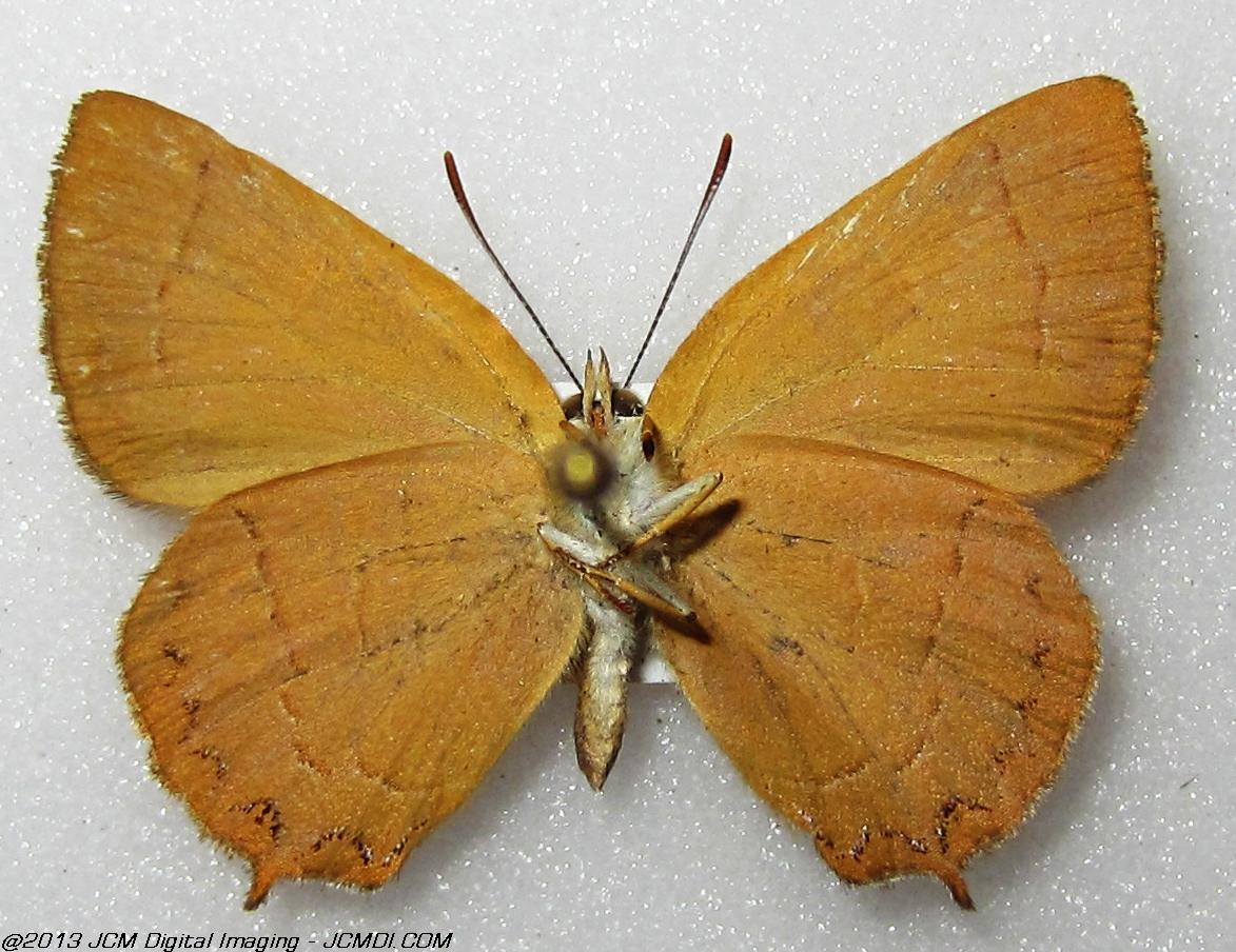 Unidentified Hairstreak